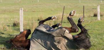 Paardendekenwasserij