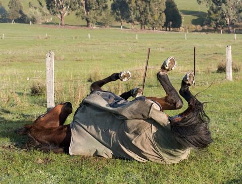 Paardendekens wassen met een industriële wasmachine