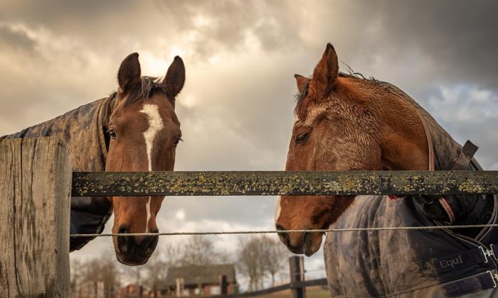 Industriele wasmachine voor paardendekens Laundry